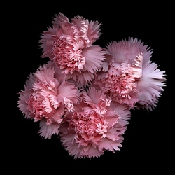 Jigsaw puzzle: Pink carnations