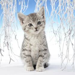 Jigsaw puzzle: Winter cat sketch