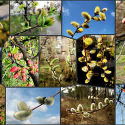 Jigsaw puzzle: Spring report