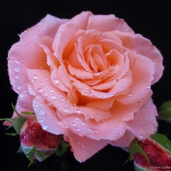 Jigsaw puzzle: Rose in dew