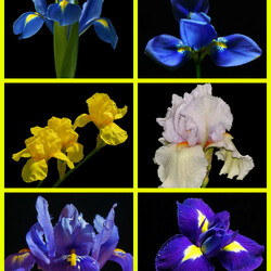Jigsaw puzzle: Irises