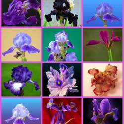Jigsaw puzzle: Irises