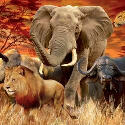 Jigsaw puzzle: Animals of Africa