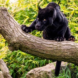 Jigsaw puzzle: Panther
