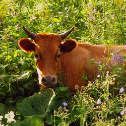 Jigsaw puzzle: Cow