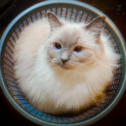 Jigsaw puzzle: Cat in the basket