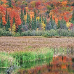 Jigsaw puzzle: Autumn in Canada