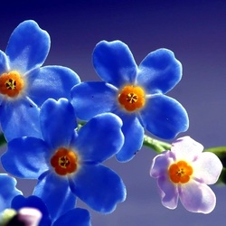 Jigsaw puzzle: Forget-me-nots