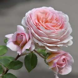 Jigsaw puzzle: Once again about the rose ...