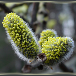 Jigsaw puzzle: Buds open