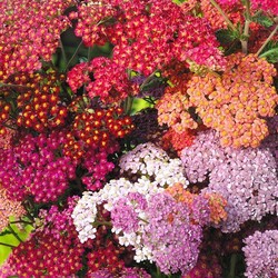 Jigsaw puzzle: Yarrow