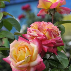 Jigsaw puzzle: Roses in the garden