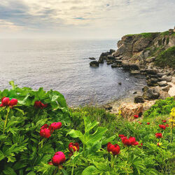 Jigsaw puzzle: Peonies on the rocks