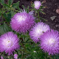 Jigsaw puzzle: Asters-needles