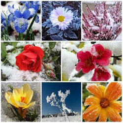 Jigsaw puzzle: Visiting winter
