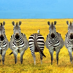 Jigsaw puzzle: Shy zebra