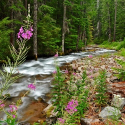 Jigsaw puzzle: River in the forest
