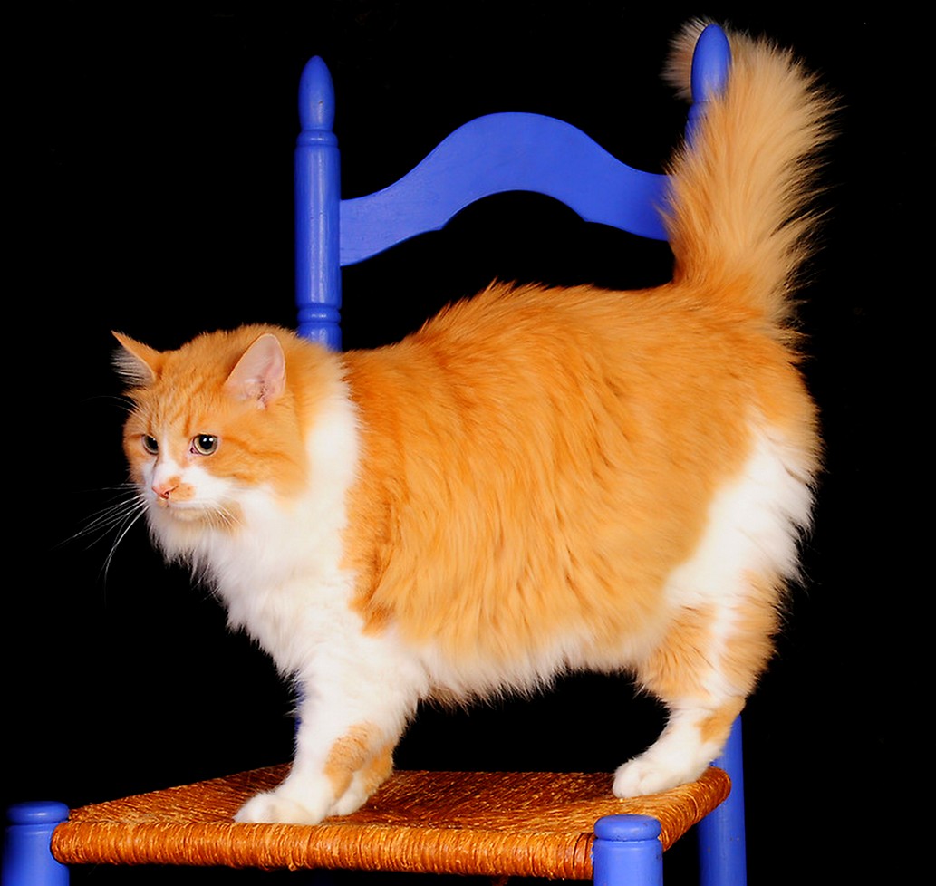 Ginger cat model.