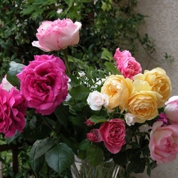 Jigsaw puzzle: Roses in the garden of my soul