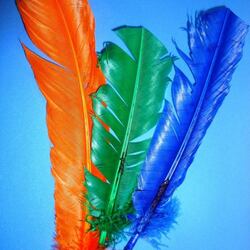 Jigsaw puzzle: Feathers