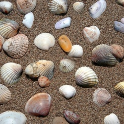 Jigsaw puzzle: Seashells in the sand