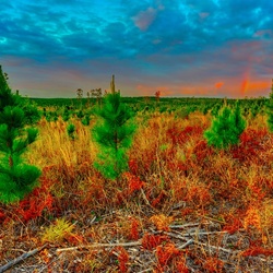 Jigsaw puzzle: Steppe