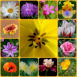 Jigsaw puzzle:  Various flowers