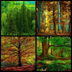Jigsaw puzzle: Forest