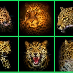 Jigsaw puzzle: Leopards