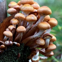 Jigsaw puzzle: Honey mushrooms