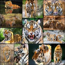Jigsaw puzzle: Tigers