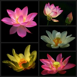Jigsaw puzzle: Lotuses