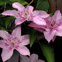 Jigsaw puzzle: Clematis