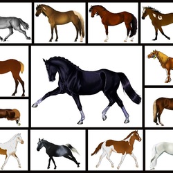 Jigsaw puzzle: Horses