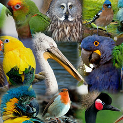 Jigsaw puzzle: Bird world