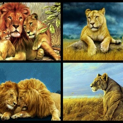 Jigsaw puzzle: Lions