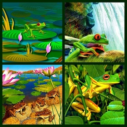 Jigsaw puzzle: Frogs
