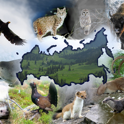 Jigsaw puzzle: Animals of Russia