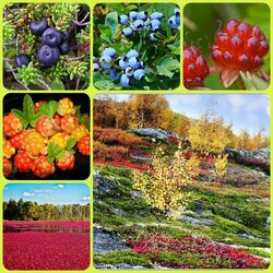Jigsaw puzzle: Berry World in the North