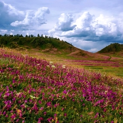 Jigsaw puzzle: Blooming mountains