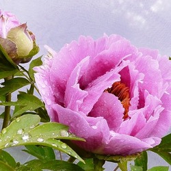 Jigsaw puzzle: It's time for peonies