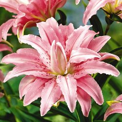 Jigsaw puzzle: Lilies 