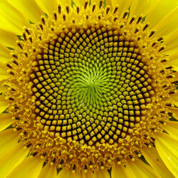 Jigsaw puzzle: Golden sunflower
