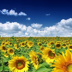 Jigsaw puzzle: Sunflowers in the field