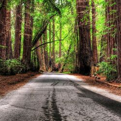 Jigsaw puzzle: Road through the forest