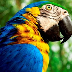 Jigsaw puzzle: Parrot