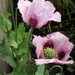 Jigsaw puzzle: Not red poppy