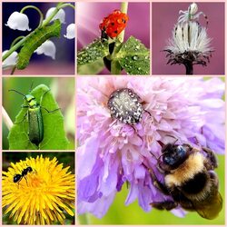 Jigsaw puzzle: Various insects