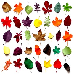Jigsaw puzzle: Leaves