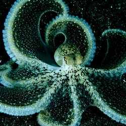 Jigsaw puzzle: Octopus